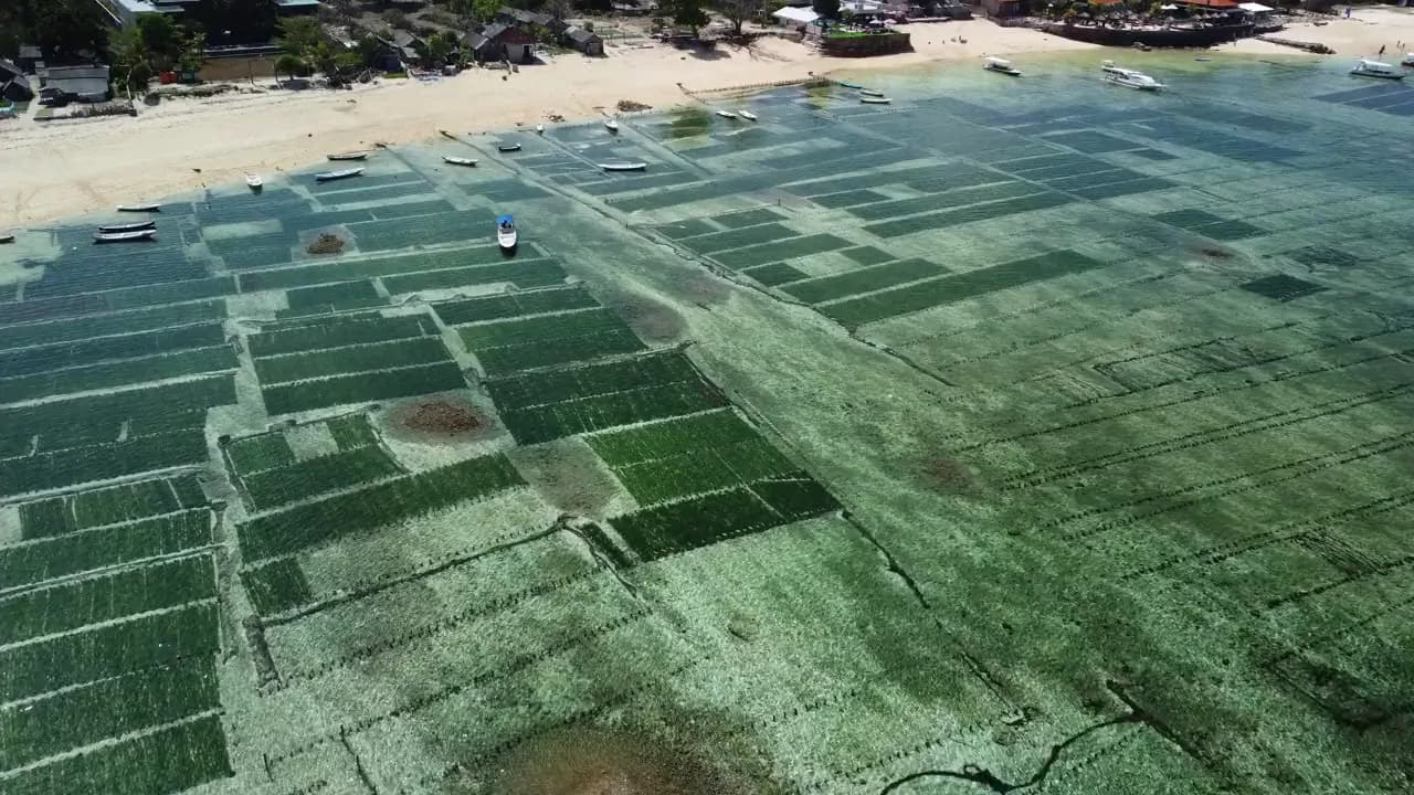 Aerial view of seaweed farms on the sea